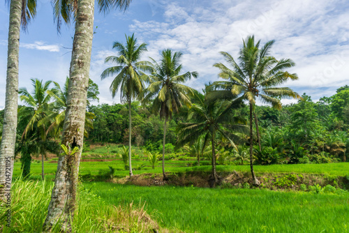 beautiful morning view from Indonesia of mountains and tropical forest