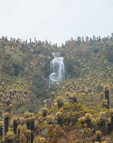 Frailejon landscape in the colombian paramo or moorland, hotsprings in Murillo, Tolima, Colombia near Nevado del Ruiz. Mountains, water and espeletias