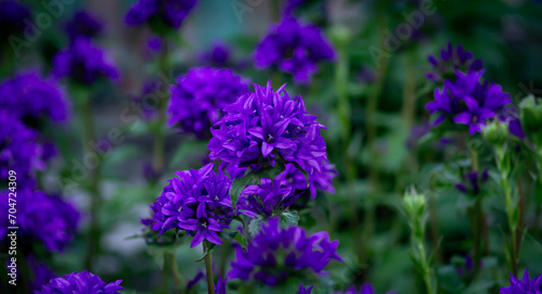 purple flowers in a field with blurred background on a sunny day