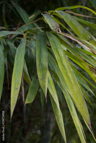 Bamboo Leaves. Bambusa tulda  or Indian timber bamboo  is considered to be one of the most useful of bamboo species. It is native to the Indian subcontinent  Indochina  Tibet  and Yunnan. Photo Format