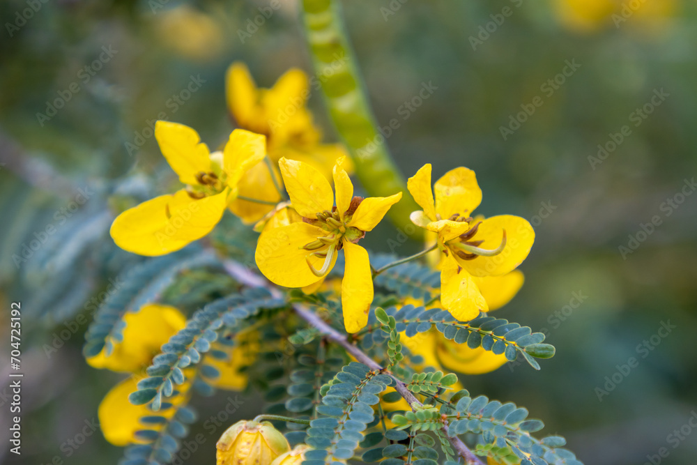 Fototapeta premium Senna flowers