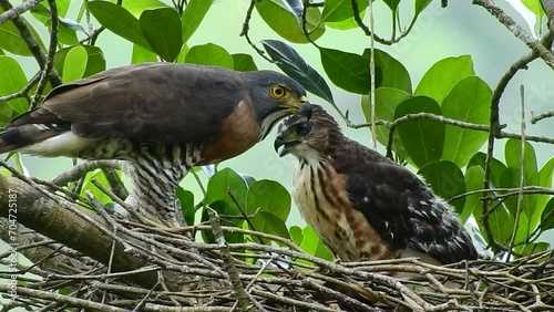 Wallpaper Mural a mother crested goshawk is feeding her young with fresh meat from her prey, on top of nest Torontodigital.ca