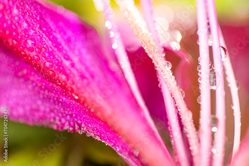Close-up of a pink flower with dew drops.