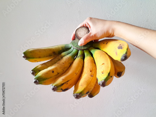 Woman hand holding Latundan banana aka Tundan, silk banana, Pisang raja sereh, Manzana banana, or apple banana on white background. photo