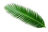 Tropical leaf collection with white background and depth of field