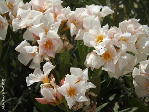Flores blancas en paisaje natural