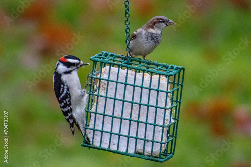 Bild auf Leinwand bird eating suet from hanging bird feeder