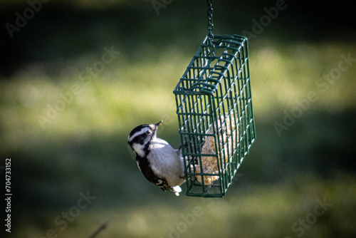 Konstfotografi bird eating suet from hanging bird feeder