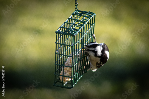 bird eating suet from hanging bird feeder 