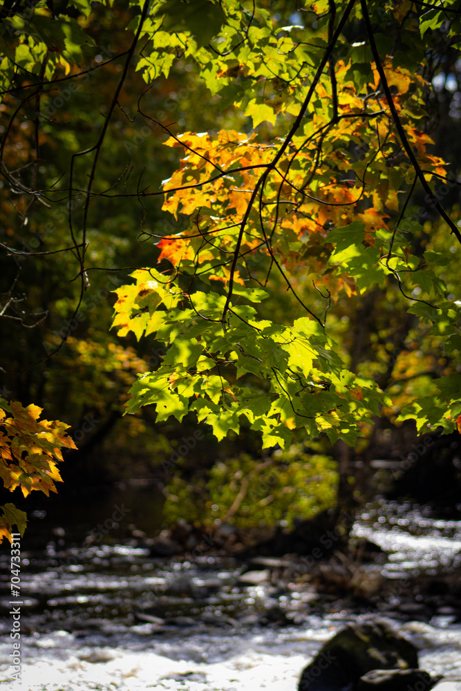 autumn in the forest autumn in the forest