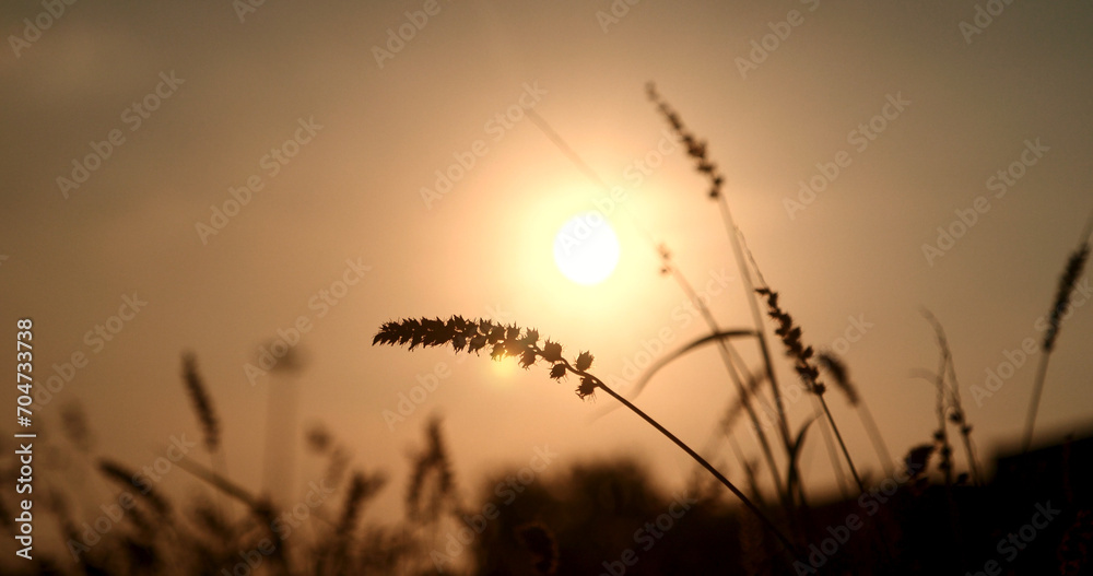 Grass field sunset Beautiful landscape with grasses meadow on sunlight. Countryside heaven amazing field scene grass meadow on sunbeam nature dawn. Sunset dawn landscape vibrant scenery horizontal