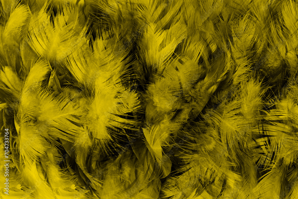 Obraz premium Beautiful black yellow feather texture background