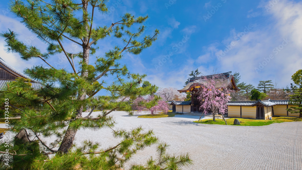Daikakuji Temple in Kyoto, Japan with Beautiful full bloom cherry blossom garden in spring Daikakuji Temple in Kyoto, Japan with Beautiful full bloom cherry blossom garden in spring