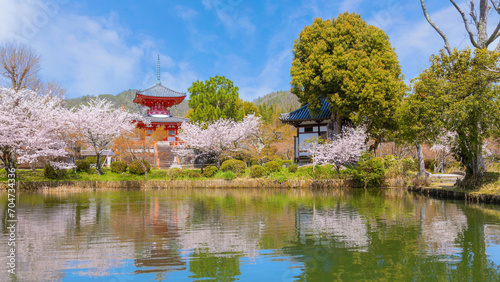 Daikakuji Temple in Kyoto, Japan with Beautiful full bloom cherry blossom garden in spring