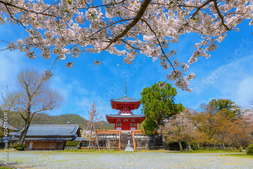 Daikakuji Temple in Kyoto, Japan with Beautiful full bloom cherry blossom garden in spring photo