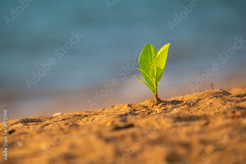 Little green shoot on the ground near a lake photo