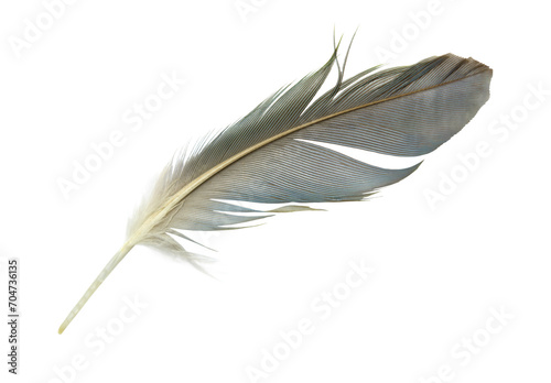Beautiful macaw parrot feather bird isolated on white background