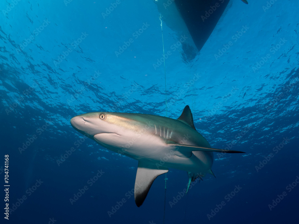 Fototapeta premium shark in the sea