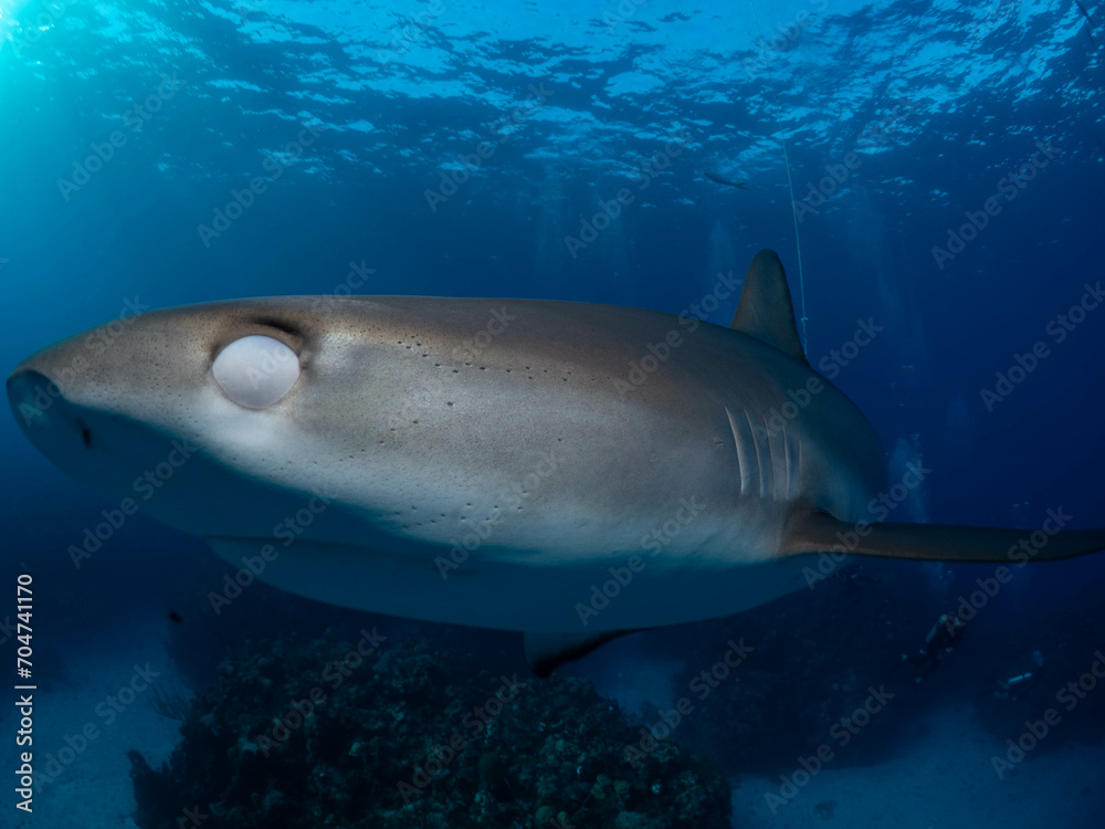 Fototapeta premium Shark