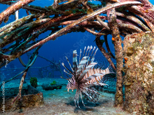 lionfish