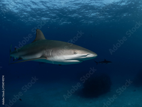 shark in the sea © Burak