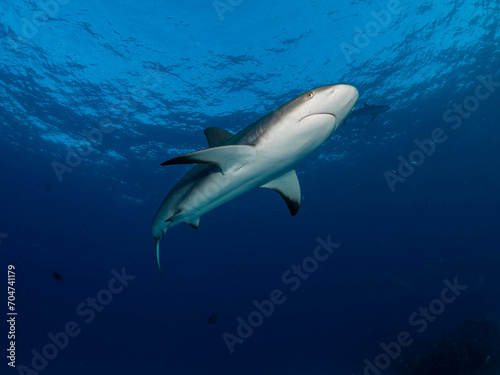 shark in the sea © Burak