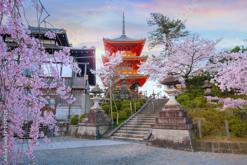 Kiyomizu-dera temple in Kyoto, Japan with beauiful full bloom sakura cherry blossom in spring photo