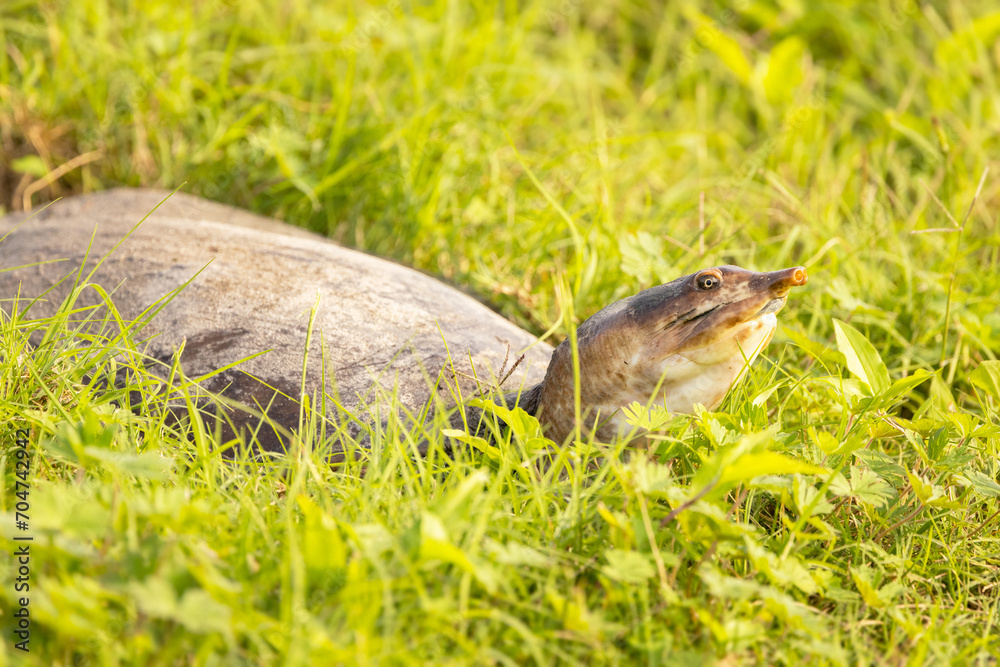 A softshell turtle crawling through the grass in Sarasota, Florida A softshell turtle crawling through the grass in Sarasota, Florida