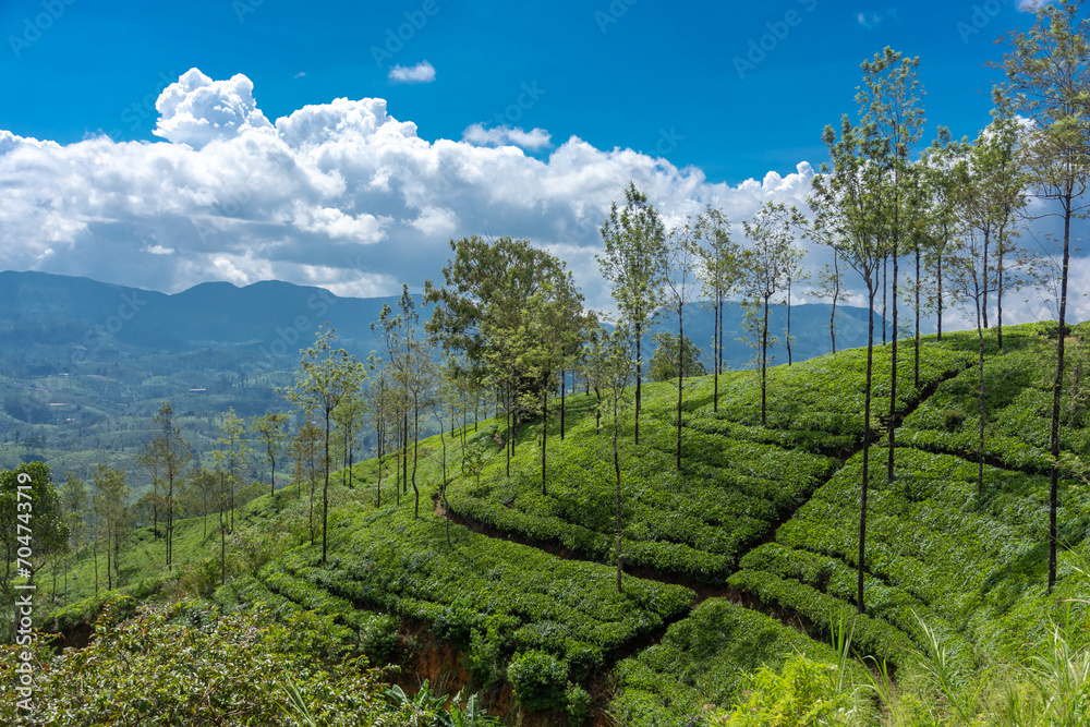 Naklejka premium Beautiful highland nature of the island of Sri Lanka.
