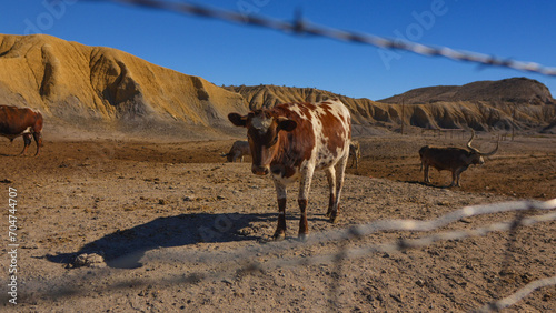 Longhorn cattle in the Texas desert