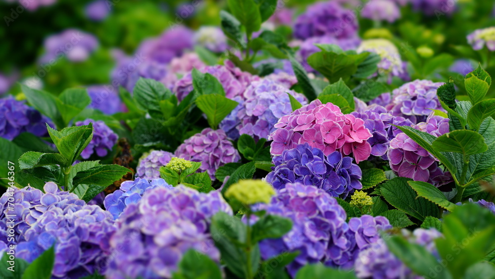 Asisai, japanese colorful flowers in the garden Asisai, japanese colorful flowers in the garden