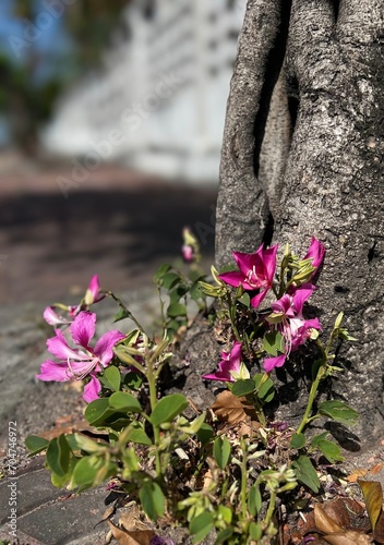 The pink flowers grow and bloom from the ground to shown the Beautiful side