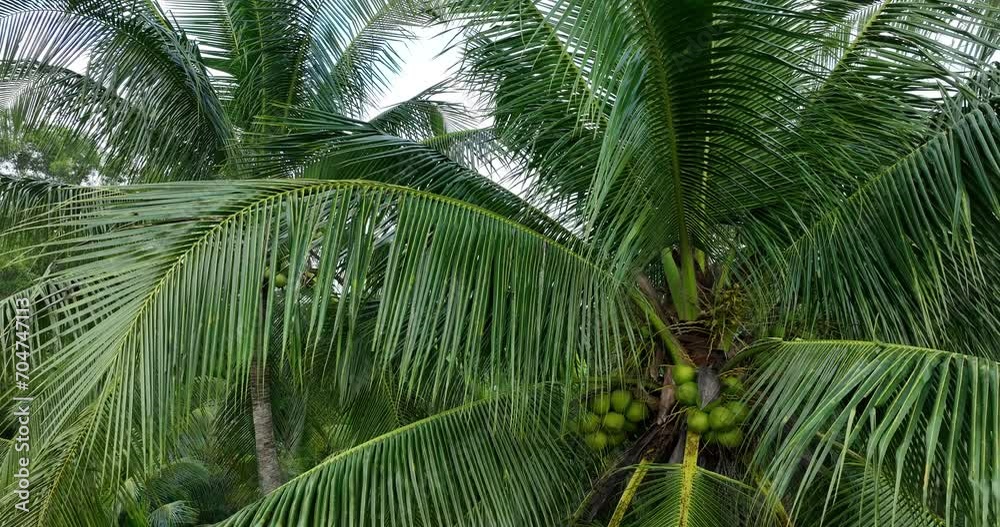 Aerial view of coconuts grow on tree Aerial view of coconuts grow on tree