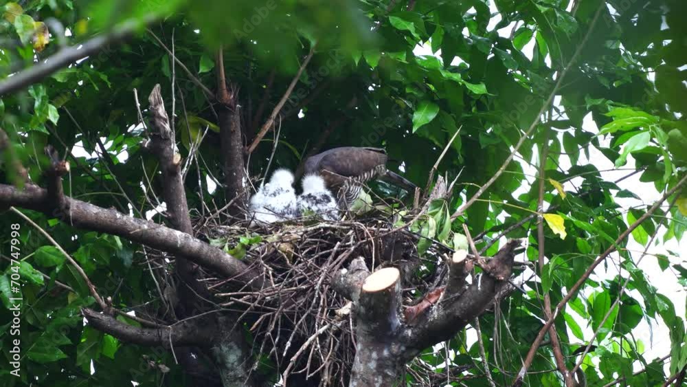 white -feathered baby crested goshawk eagles are standing being fed by their mother white -feathered baby crested goshawk eagles are standing being fed by their mother