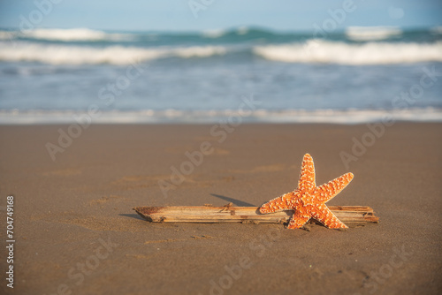 starfish on the beach, beach time