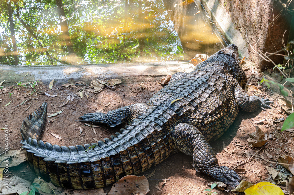 Obraz premium Large crocodile besides a pond