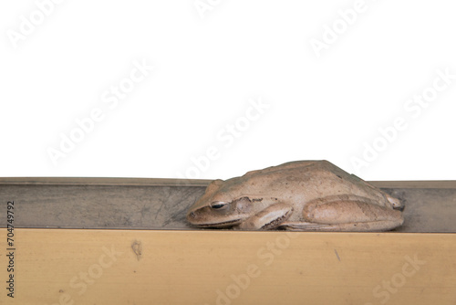 Tree frog on a wooden beam photo