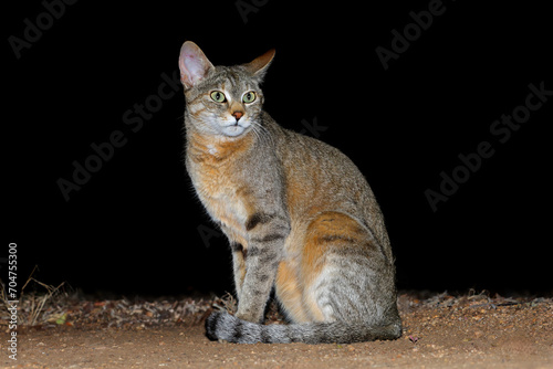 An African wild cat (Felis silvestris lybica) during the night, Kruger National Park, South Africa. © EcoView