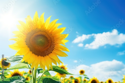 sunflowers in the field on a sunny day. AI generative