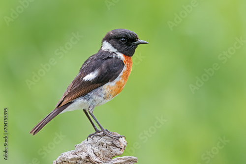 A male African stonechat (Saxicola torquatus) perched on a branch, South Africa.