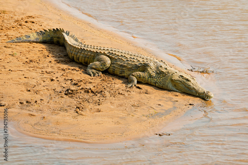 A large Nile crocodile (Crocodylus niloticus) basking in natural habitat, Kruger National Park, South Africa.