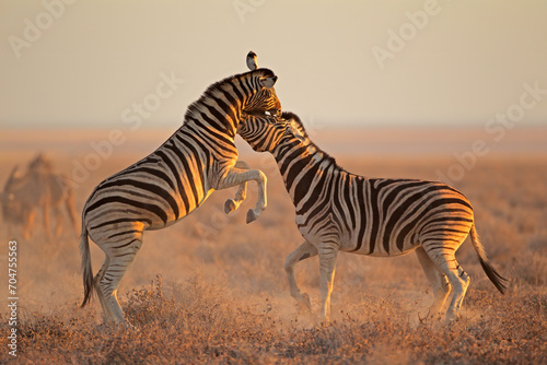 Two plains zebra stallions  Equus burchelli  fighting  Etosha National Park  Namibia.