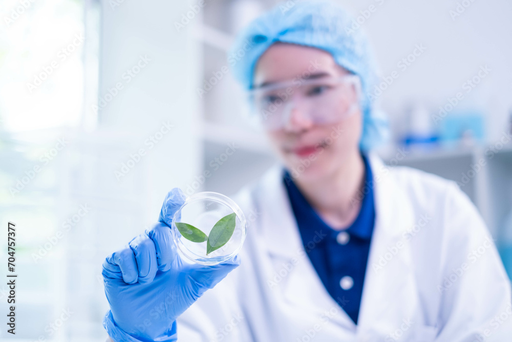 Fototapeta premium Female scientist working plant biology biotechnology research agriculture experiment laboratory test, hand holding growth eco organic nature green leaf botany herb medicine on petri dish scientific