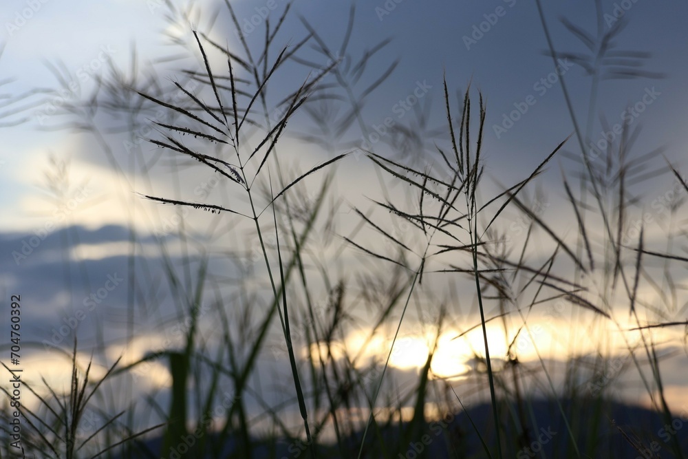 sunset in the grass sunset in the grass