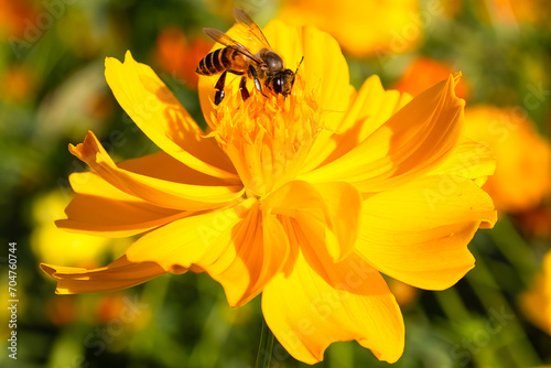 Close up image of a bee eating nectar on flower pollen
