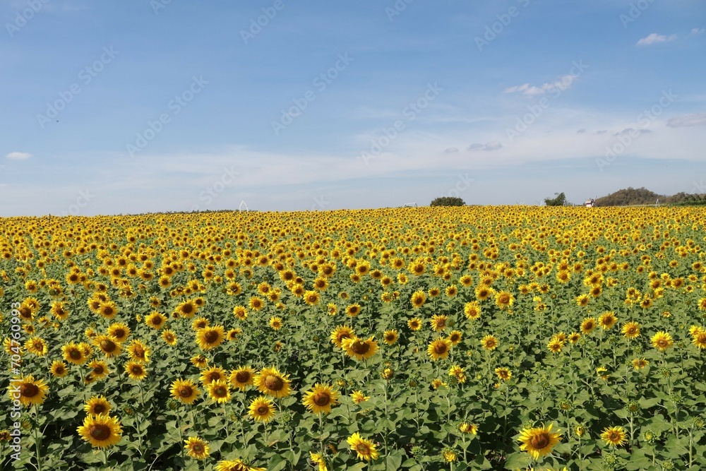 field of sunflowers field of sunflowers