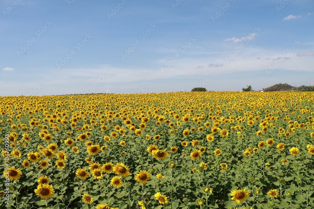 field of sunflowers