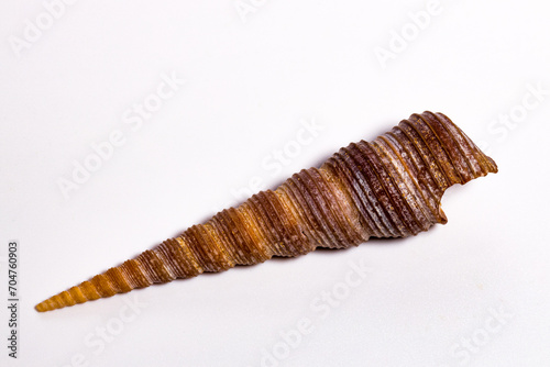 Terebridae pointed cone shell  on a white background © Thana