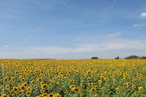 field of sunflowers and sky © วอน จังมึง