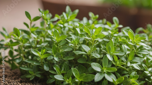 Herbs in a garden  Thyme plant leaves  Medicine plant wallpaper  Garden thyme leaves - Latin name - Thymus vulgaris  Thyme plant growing in the herb garden